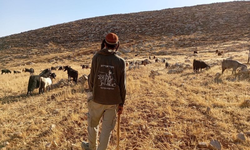 חריג: המנהל האזרחי החרים עדר צאן בגוש עציון במהלך הרס גבעה