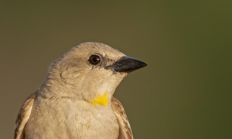 לראשונה: תועדה אוכלוסייה של הציפור הנדירה בארץ