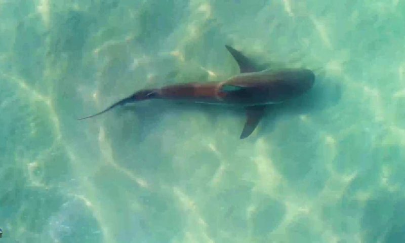 מדהים: עשרות כרישים סמוך לתחנת הכוח בחדרה &bull; צפו: