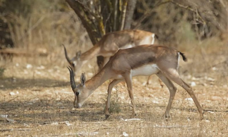 מרהיב: תיעוד מיוחד מעמק הצבאים בלב ירושלים