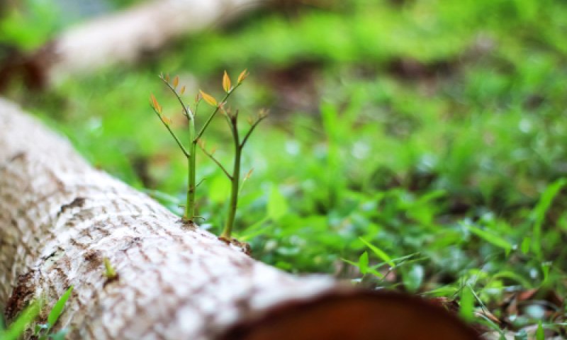 איך מובילים את חיינו לחידוש תמידי?