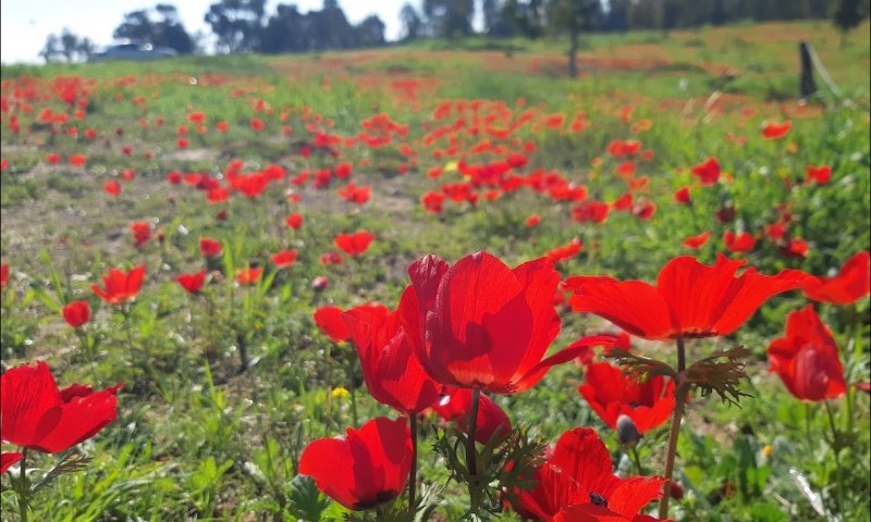 לא רק בדרום אדום: מפת הכלניות החדשה של ישראל נחשפת