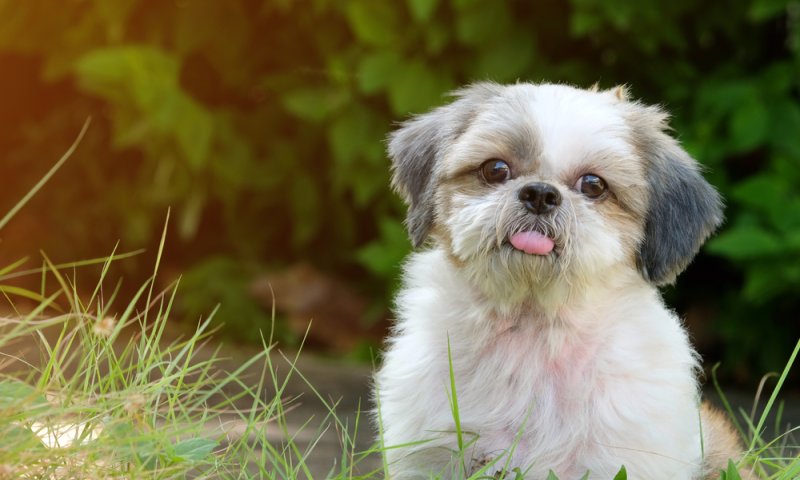 שני בעלי חיים נגועים בכלבת אותרו בגליל העליון