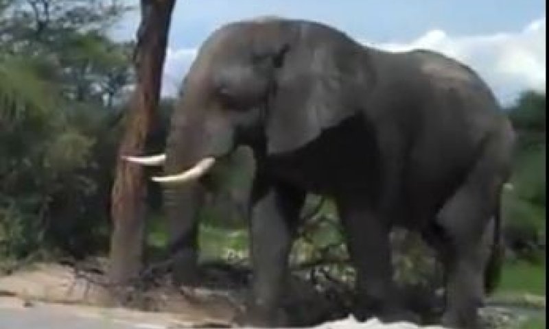 מה קורה כשפיל יותר מדי צמא?