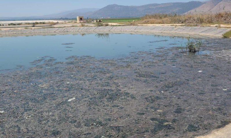 נמצאו יתושות נגועות בנגיף קדחת הנילוס בצפון ובמרכז