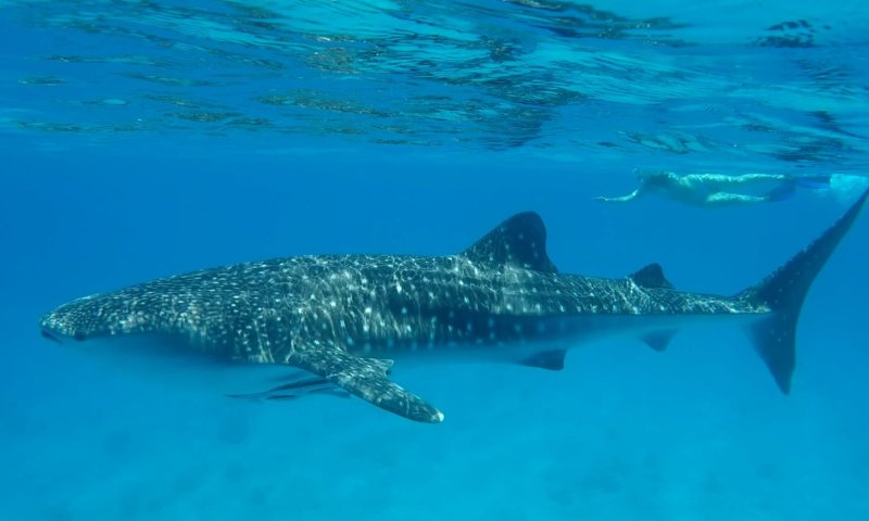 מרהיב: הדג הגדול ביותר בעולם נצפה בישראל. צפו