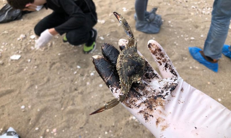 מקומם: צו איסור פרסום על חקירת האסון האקולוגי