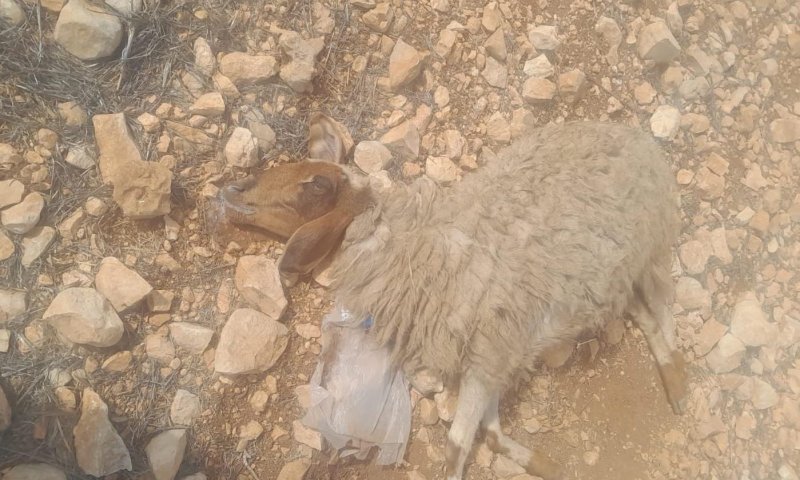 הטרור החקלאי ביו"ש: ערבים הרעילו עדר צאן של יהודים