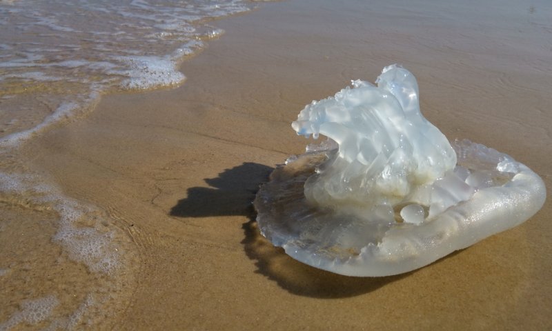 נמצאו המחליפים למדוזות? זה המטרד החדש בחופים