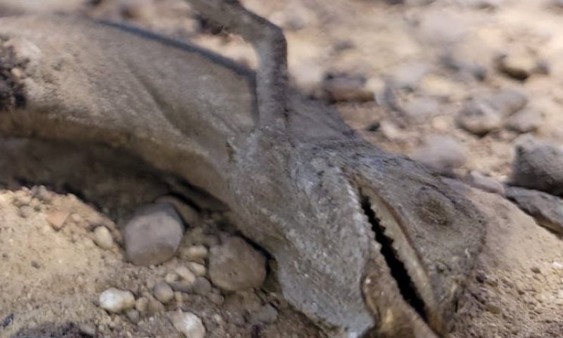 6,000 דונם נשרפו: הנזקים לטבע בהרי ירושלים | צפו