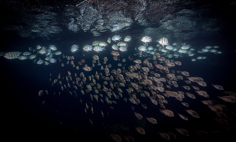 בתופים ובמחול: צפו בריקוד המיוחד של להקת הדגים
