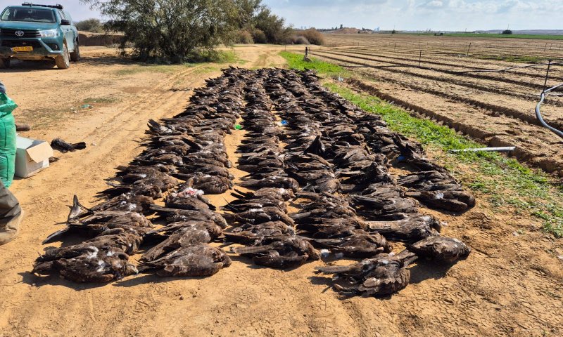 ההרעלה בדרום: רשות הטבע והגנים בפניית חירום לחקלאים