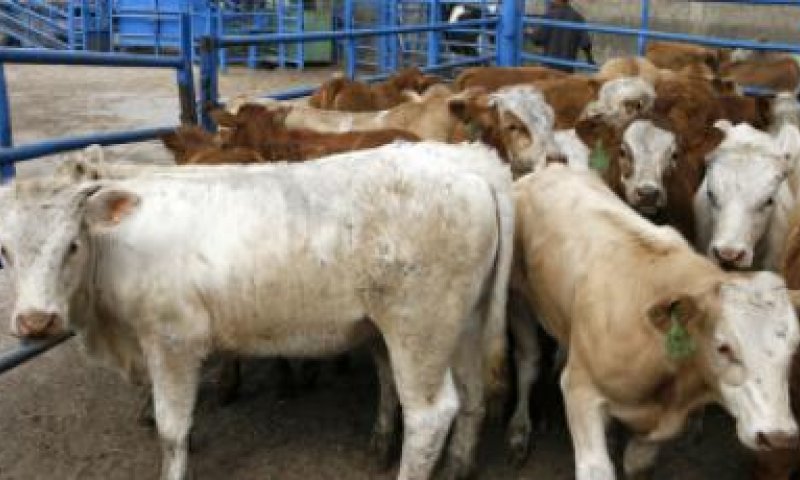 פרשת ההתעללות: כתבי אישום נגד עובדי 'אדום אדום'