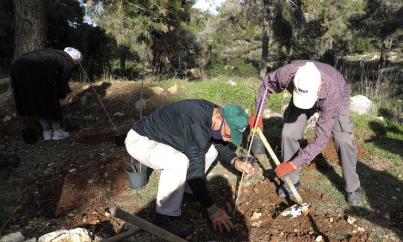 איזה עץ כדאי? 6 עצות לנטיעות בט"ו בשבט