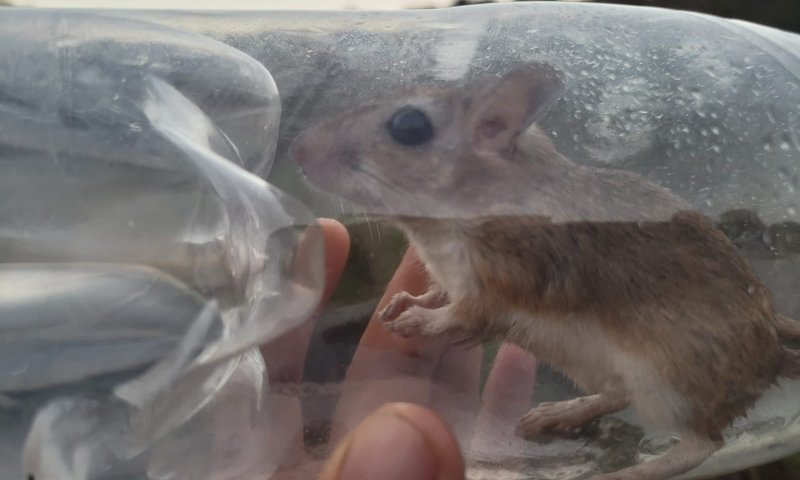 עצוב: מריון מצוי נכלא בבקבוק פלסטיק