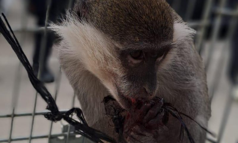 פעם נוספת: המשטרה חילצה קוף שאותר בפזורה ליד דימונה