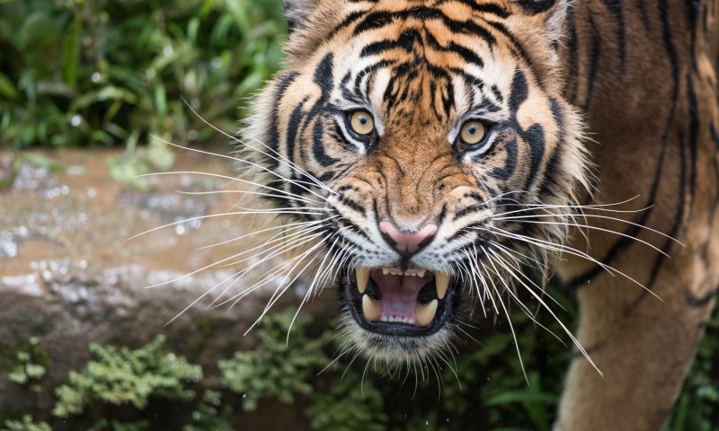 נמר תקף פעוט ישראלי בתאילנד