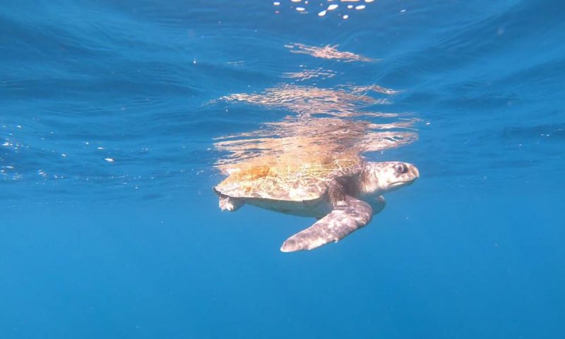 התיירות חזרה לאילת: צבת ים נדירה נצפתה במפרץ
