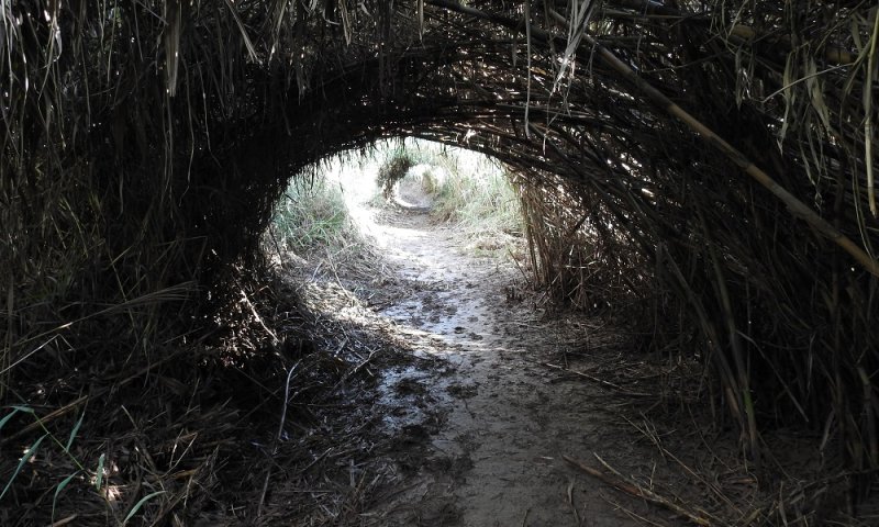 בזמן החיפושים אחר נעדר: גופה אותרה ליד נחל הירקון