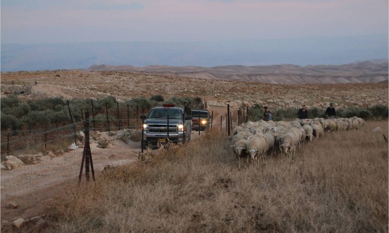 פלסטינים גנבו עדר שלם; התושבים רדפו והחזירו אותו