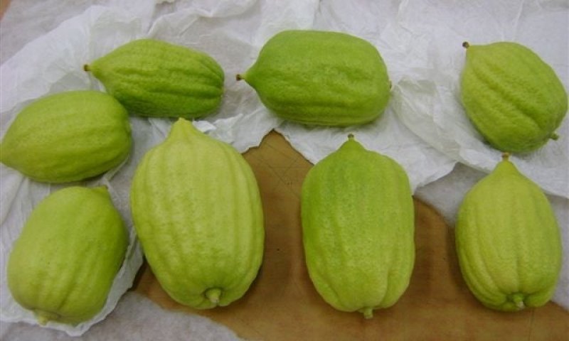 רשות המסים סיכלה ניסיון להברחת אתרוגים מצרפת