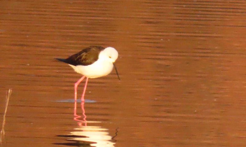 סכנת שפעת העופות חלפה: שמורת החולה נפתחת מחדש