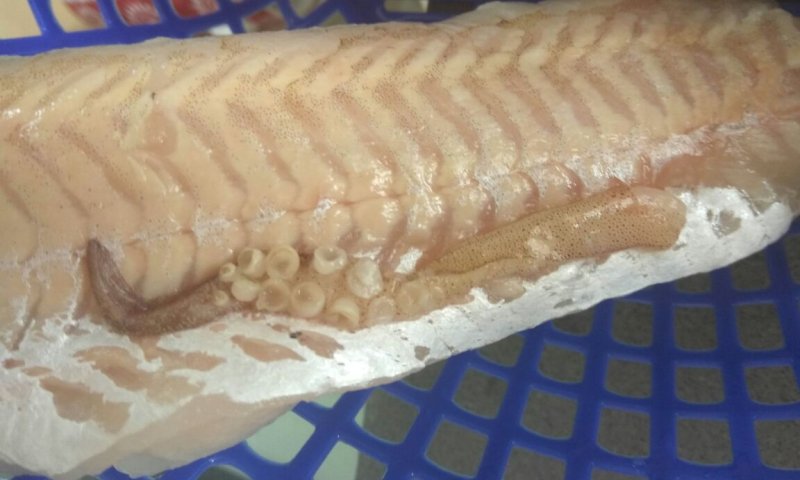 ההפתעה שנמצאה בתוך בטן הדג הכשר למהדרין