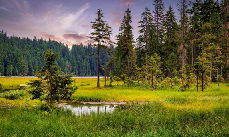 האם עצים מדברים? המדע שמאחורי "רשת הקורים של היער"