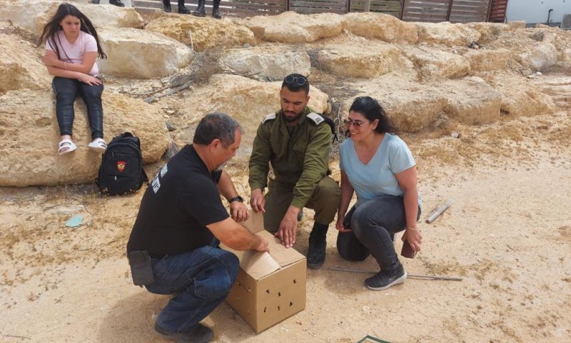 צפו: מחזירים לטבע בז אדום שנפגע מרשת יונים