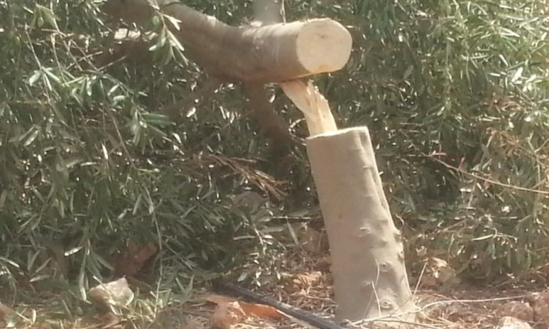 עשרות עצי זית יהודיים נכרתו באזור שילה