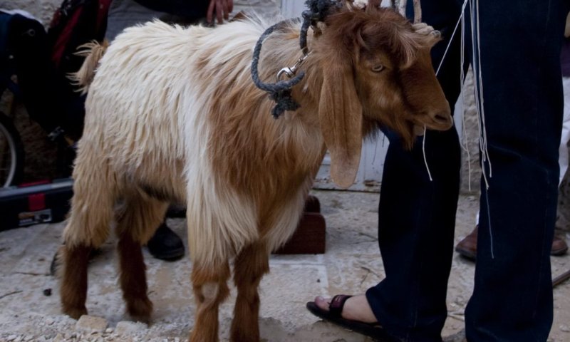 חשש כרת: צריך להתרחק מירושלים בערב פסח? שו"ת