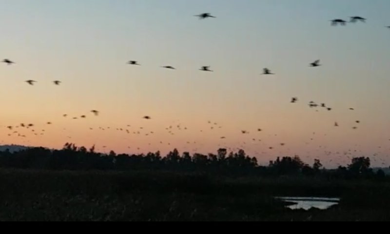 מקסים: עשרות אלפי עגורים באגמון החולה