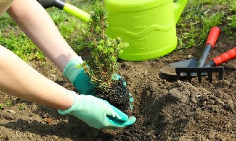מי מפחד מקדושת שביעית?