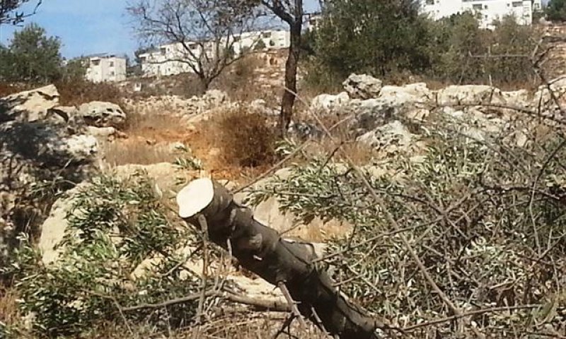 פלסטינים ופעיל שמאל "נתפסו על חם" כורתים עצי זית