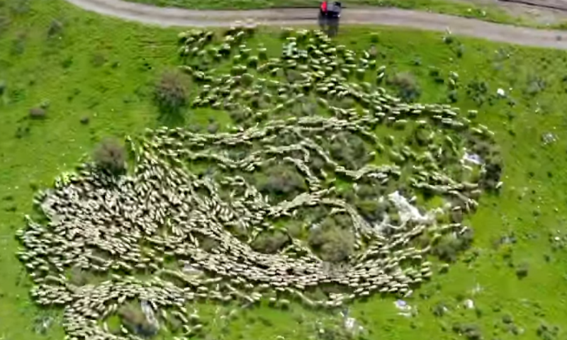 מרהיב: תנועת עדר כבשים הפכה לויראלית