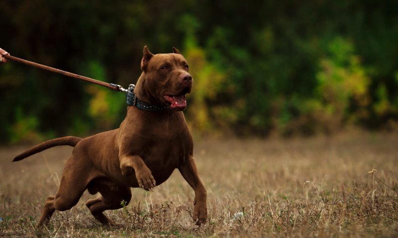 משרד החקלאות מחדד הנחיות להחזקת כלבים תוקפים