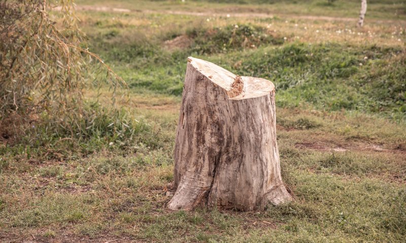 כריתת העץ שהובילה ל-4 שנות מאסר