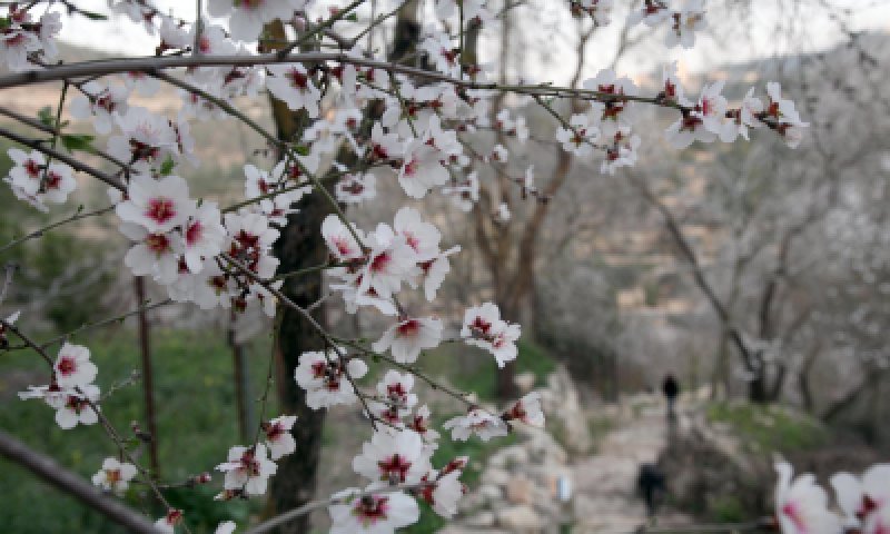 ברכת האילנות: נוסח הברכה עם הבקשות והתוספות