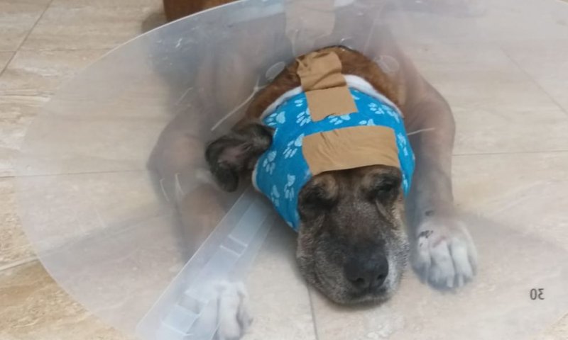 אישום: תקף תושב בית שמש ודקר את כלבו