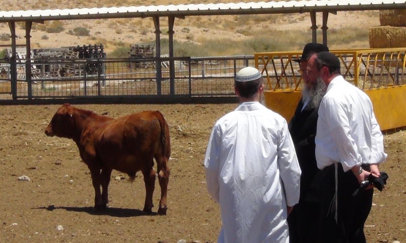 בדרך לגאולה: מדענים יוצרים פרה אדומה