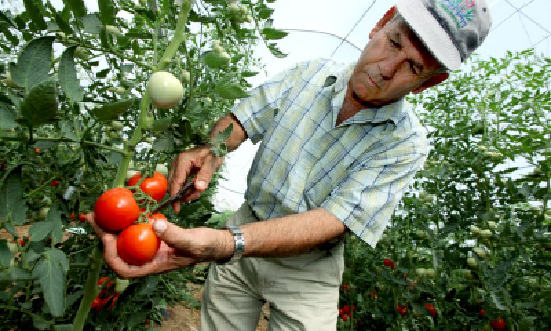 חדש: מלגות לאברכים שיתמקצעו במצוות התלויות בארץ