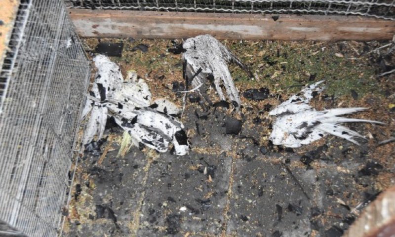 הסתכסך עם השוכר ושרף למוות עשרות תוכיים