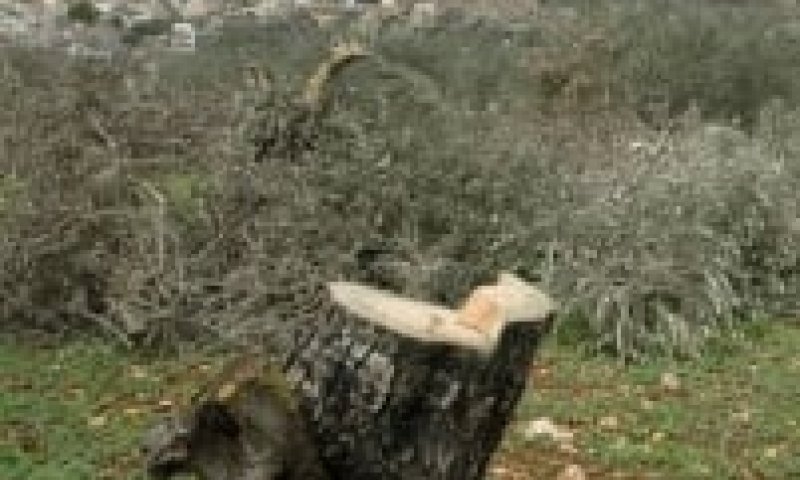 השתיקה הירוקה &ndash;  הטרור החקלאי שלא תשמעו עליו