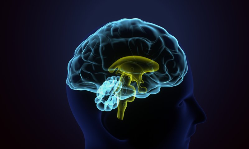 כל מה שרציתם לדעת על המוח | ביקורת ספרים