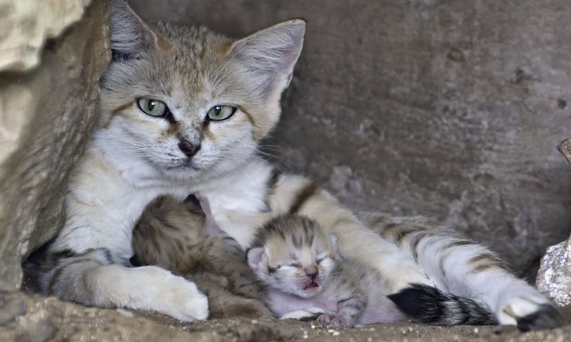 הצביעות של תומכי סירוס החתולים וחזקת הגיל הרך
