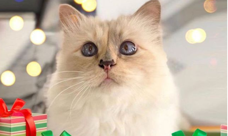 הזיה: זה הסכום המטורף שקיבלה חתולה בירושה