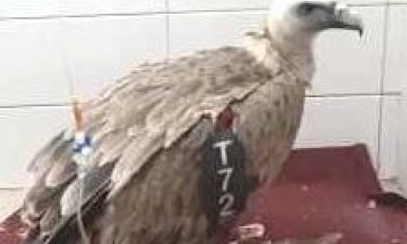 הנשר שהורעל התאושש; יוחזר בקרוב לטבע