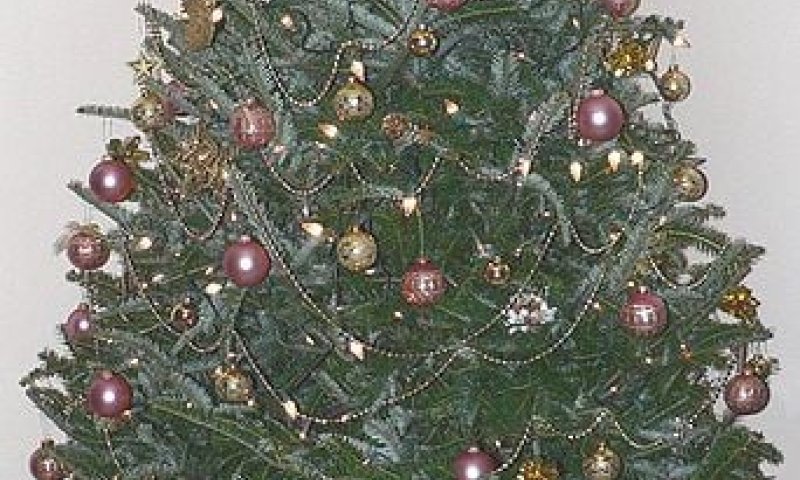 מה עושה עץ אשוח באוניברסיטה העברית?