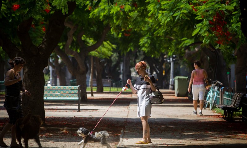 מסיבת תה: מי זרק מעל-100 תיונים למזרקה בת"א?