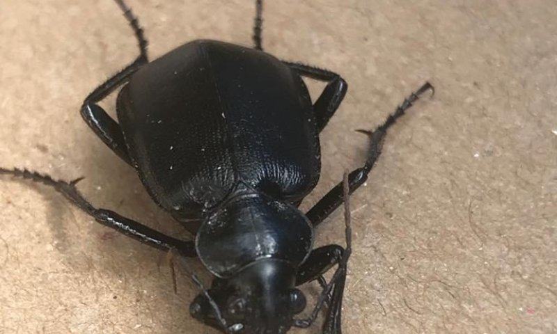 מכה שלא כתובה בתורה: המוני חיפושיות בישראל